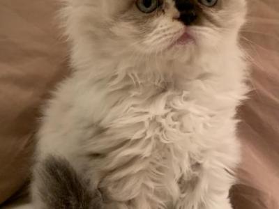 Cali Sealy Sushi II - Persian - Gallery Photo #1