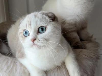 Scottish Fold Shorthair Brothers - Scottish Fold - Gallery Photo #1