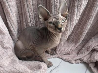 Tina - Sphynx - Gallery Photo #1