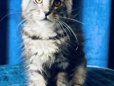 Pure Main Coon Silver Female - Maine Coon - Gallery Photo #1