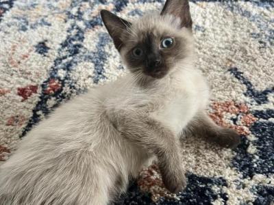 Sealpoint Female Siamese - Siamese - Gallery Photo #1