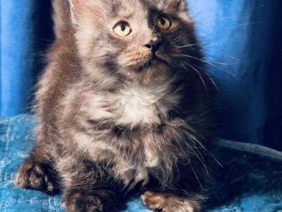 Pure Black  Female - Maine Coon - Gallery Photo #1