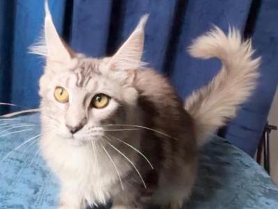 Silver Female Pure Main Coon - Maine Coon - Gallery Photo #1