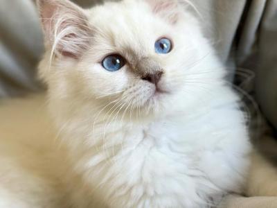 Available Kittens - Ragdoll - Gallery Photo #1