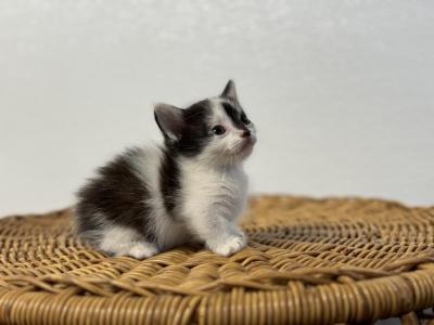 Fern - Munchkin - Gallery Photo #1