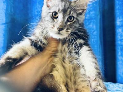 Silver Male - Maine Coon - Gallery Photo #1