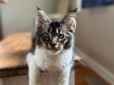 Dasha - Maine Coon - Gallery Photo #1