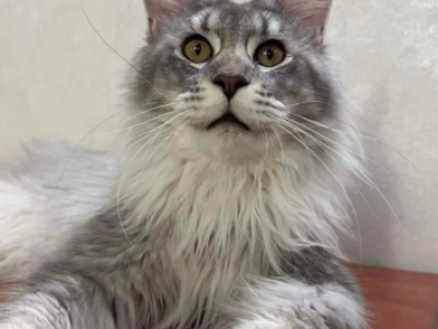 Grey - Maine Coon - Gallery Photo #1