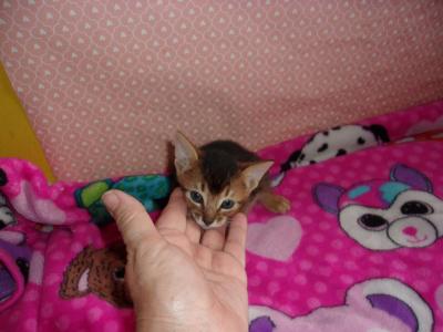 Ruddy Girl Now Has Deposit - Abyssinian - Gallery Photo #1