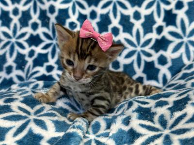 Scarlet - Bengal - Gallery Photo #1