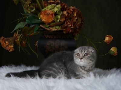 Charlie - Scottish Fold - Gallery Photo #1