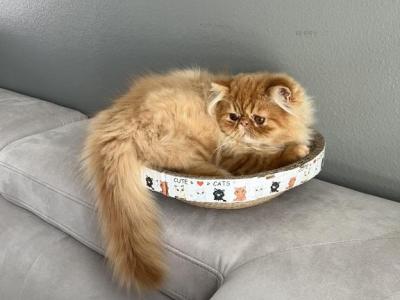 Ollie - Persian - Gallery Photo #1