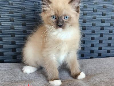 Bella - Ragdoll - Gallery Photo #1