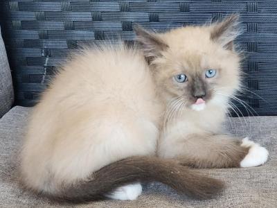 Purebred Ragdoll Kittens - Ragdoll - Gallery Photo #1