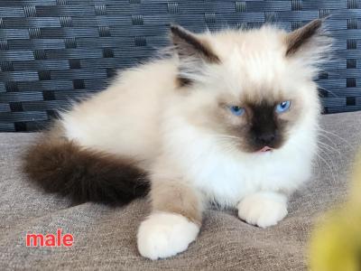 Ragdolls Kittens Males And Females Available - Ragdoll - Gallery Photo #1