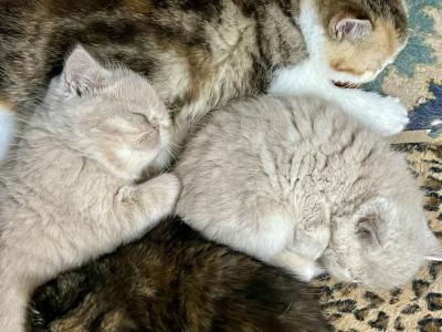 NEW LITTERS ARE HERE - Exotic - Gallery Photo #1