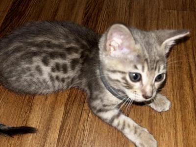 Grey Female - Bengal - Gallery Photo #1