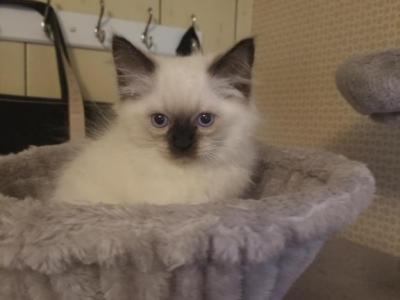 Oliver - Ragdoll - Gallery Photo #1