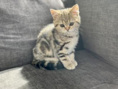 Blueberry - Scottish Fold - Gallery Photo #1