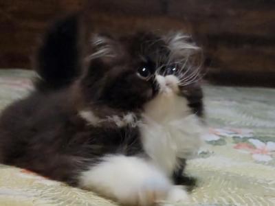 CFA REG Black And White ELH Persian Baby Girl - Exotic - Gallery Photo #1