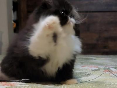 CFA REG BLACK AND WHITE PERSIAN GIRL IN A TUX - Persian - Gallery Photo #1