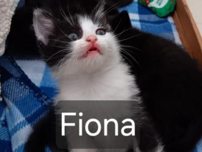 Fiona - Domestic - Gallery Photo #1