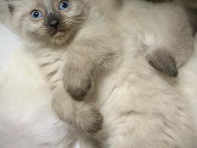 Ragdoll Siamese Kittens - Ragdoll - Gallery Photo #1