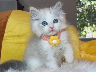 R034 - Ragdoll - Gallery Photo #1