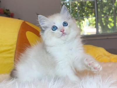 R038 - Ragdoll - Gallery Photo #1