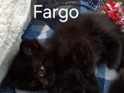 Fargo - Domestic - Gallery Photo #1