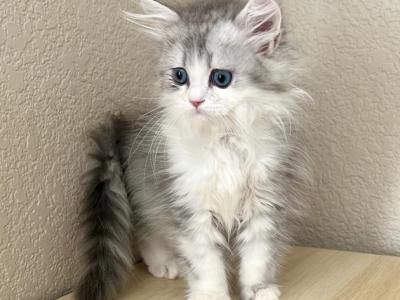 Little Boy - Nebelung - Gallery Photo #1