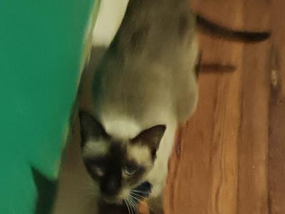 Isla And Pierre - Siamese - Gallery Photo #1