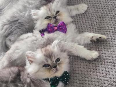 Gabriel's Newest Litter - Persian - Gallery Photo #1