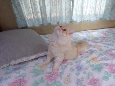 Creamsicle - Persian - Gallery Photo #1