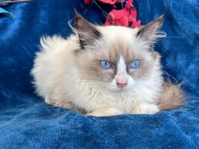 Ragdoll Males - Ragdoll - Gallery Photo #1