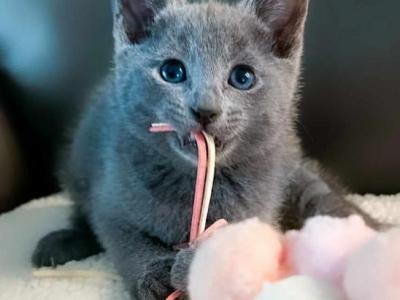 Russian Blue Kitty - Russian Blue - Gallery Photo #1