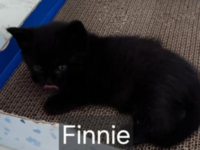 Finnie - Domestic - Gallery Photo #1