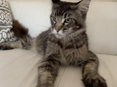 Michael - Maine Coon - Gallery Photo #1