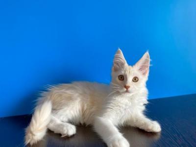 Female B - Maine Coon - Gallery Photo #1