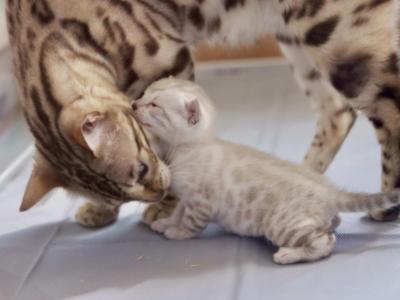 Bengal Kittens - Bengal - Gallery Photo #1