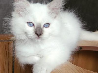 Blake - Ragdoll - Gallery Photo #1