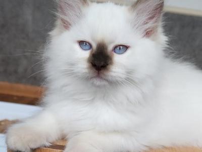 Adeline - Ragdoll - Gallery Photo #1