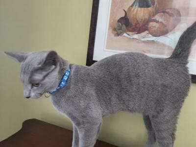 Fynn - Russian Blue - Gallery Photo #1