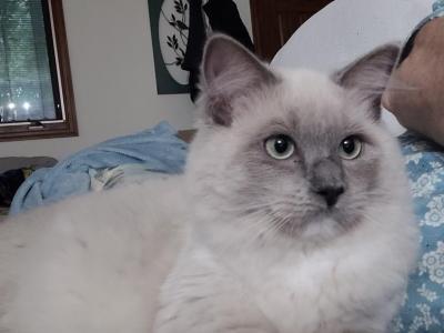 Princess Penelope - Ragdoll - Gallery Photo #1