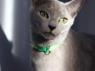 Blueberry - Russian Blue - Gallery Photo #1