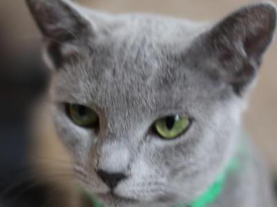 Zara - Russian Blue - Gallery Photo #1