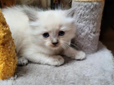 Alvin - Ragdoll - Gallery Photo #1