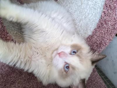 Bicolor Ragdoll Kitten Male - Ragdoll - Gallery Photo #1