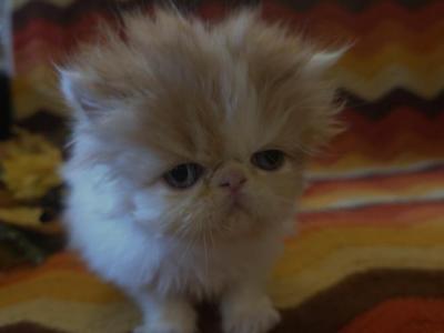 Exotic Shorthair Male White Red Kitten - Exotic - Gallery Photo #1