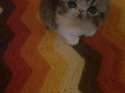 Exotic Shorthair Male Black Tabby Kitten - Exotic - Gallery Photo #1